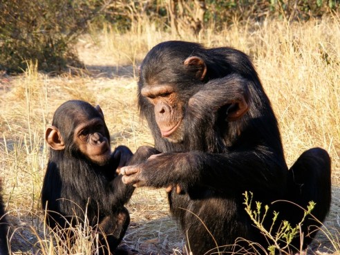 Mother chimps play a key role in the development of survival and social skills in their young. (Source)