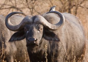 An African buffalo (Source)