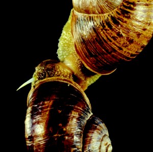 "Shot through the heart and you're to blame, you give love a bad name" In this image of two mating snails, the snail on top shot a love dart through the head of its mating partner. (Credit: Chase and Blanchard, Proc. R. Soc. B (2006) 273, 1471–1475)