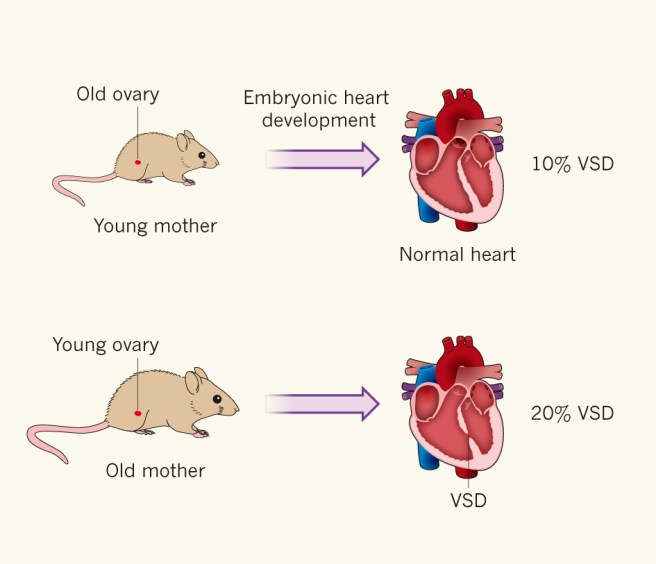 The reciprocal ovarian transplant protocol used in this study (Hitz and Andelfinger, 2015)