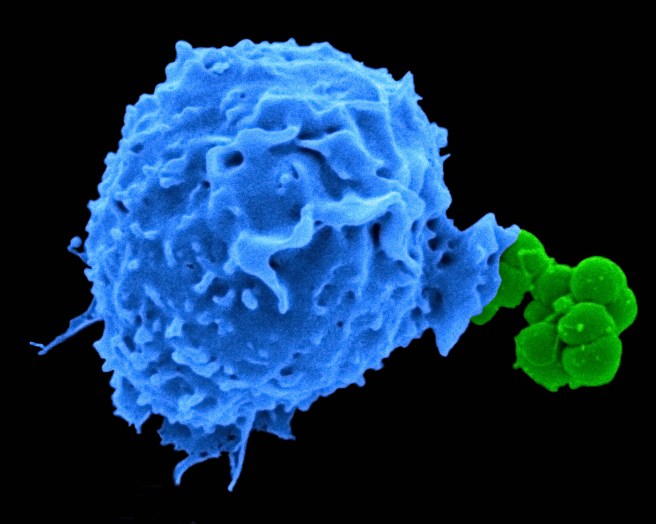 A human neutrophil (blue) taking up Neisseria gonorrheae. (Image: Ryan Gaudet)