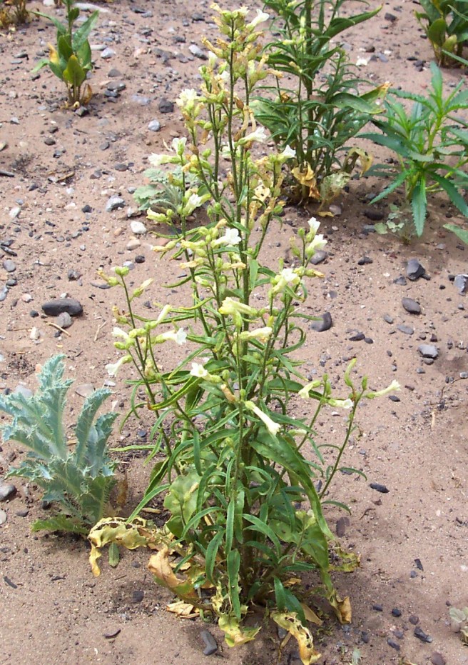 The wild tobacco Nicotiana attenuata (Credit: USDA)