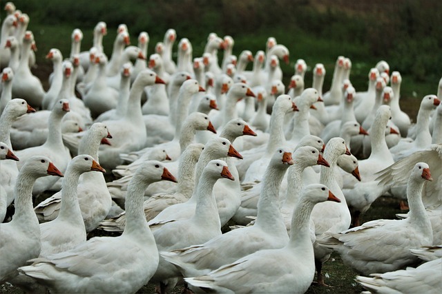 A flock of white geese